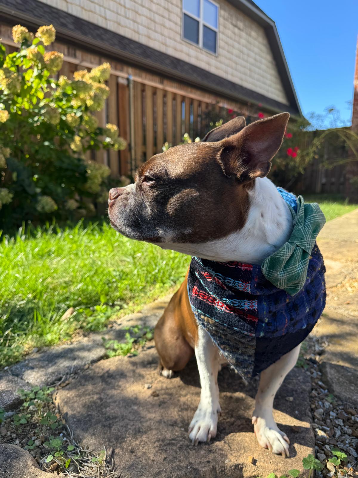 Holly Jolly Bandana photo 2
