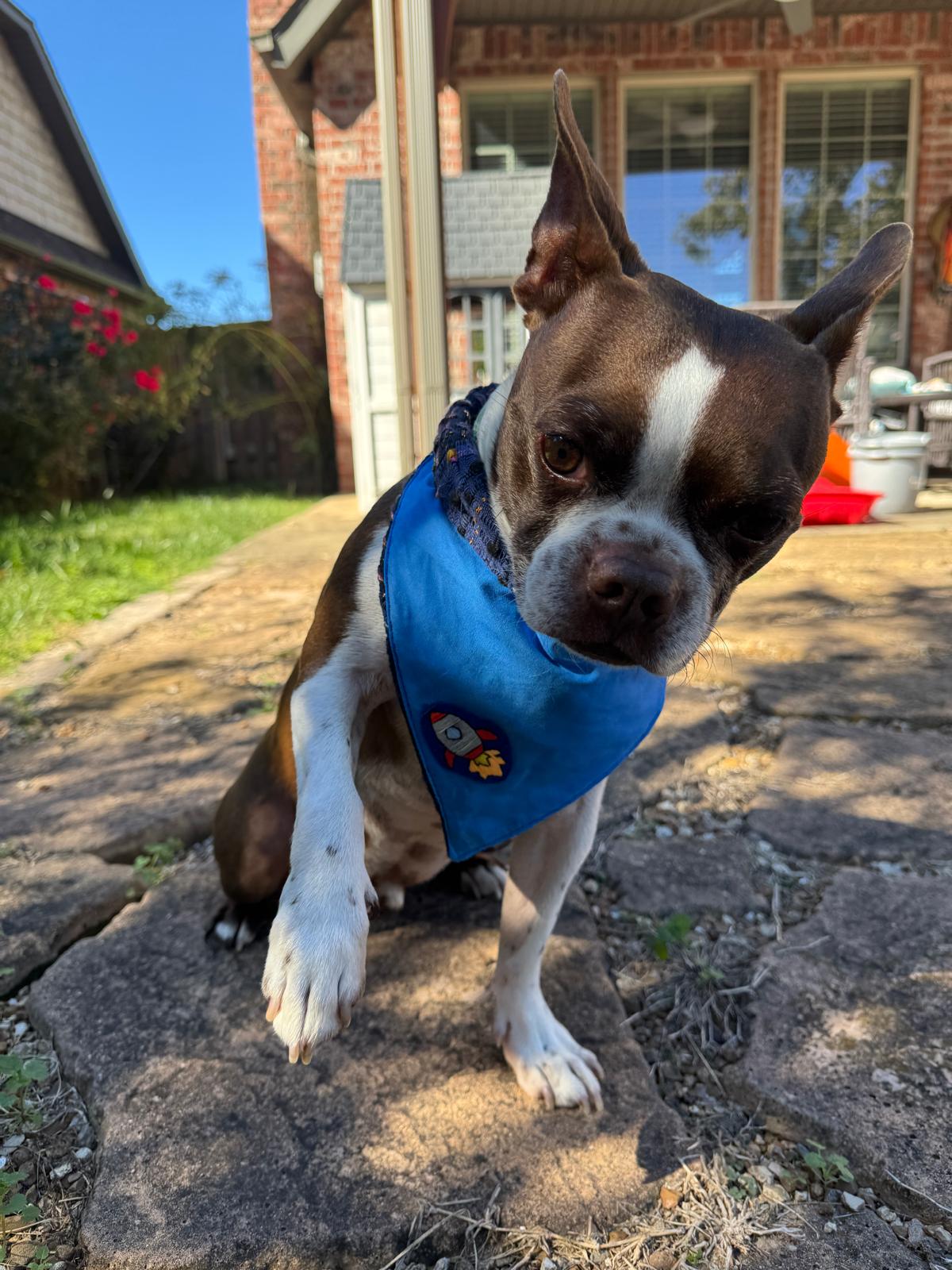 Stylish dog wearing a bandana
